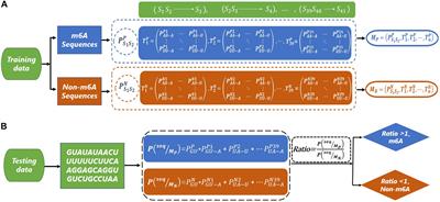 Identifying RNA N6-Methyladenine Sites in Three Species Based on a Markov Model